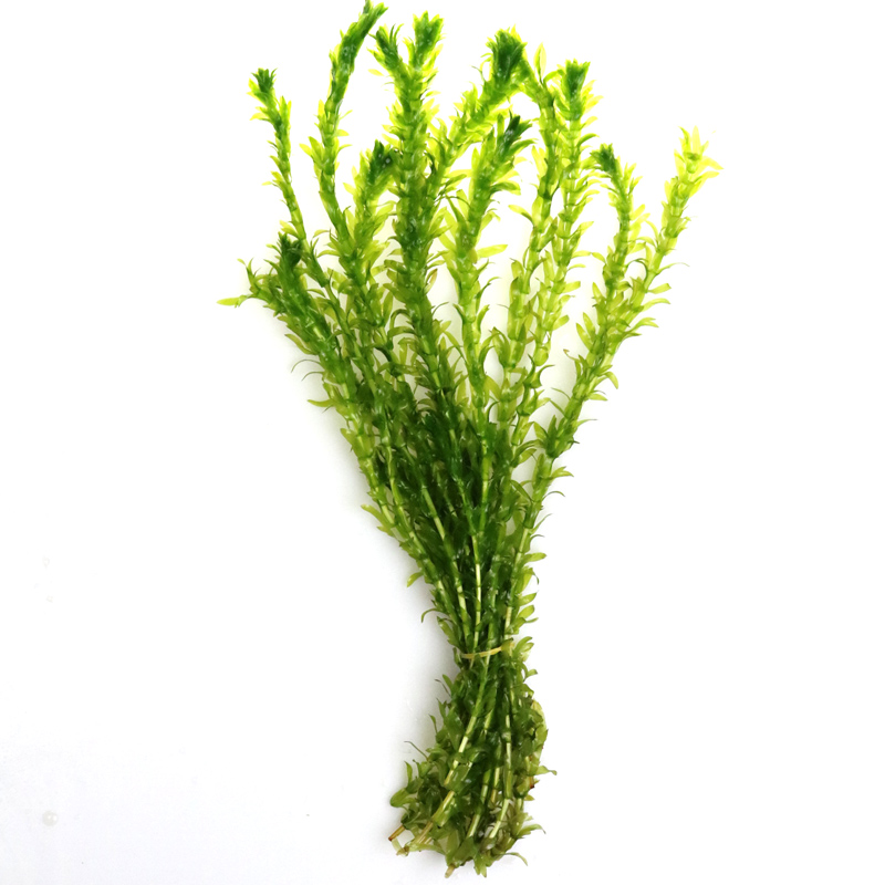 鱼缸造景后景真水蜈蚣缸装饰金鱼藻类植物懒人新手有茎类高清大图
