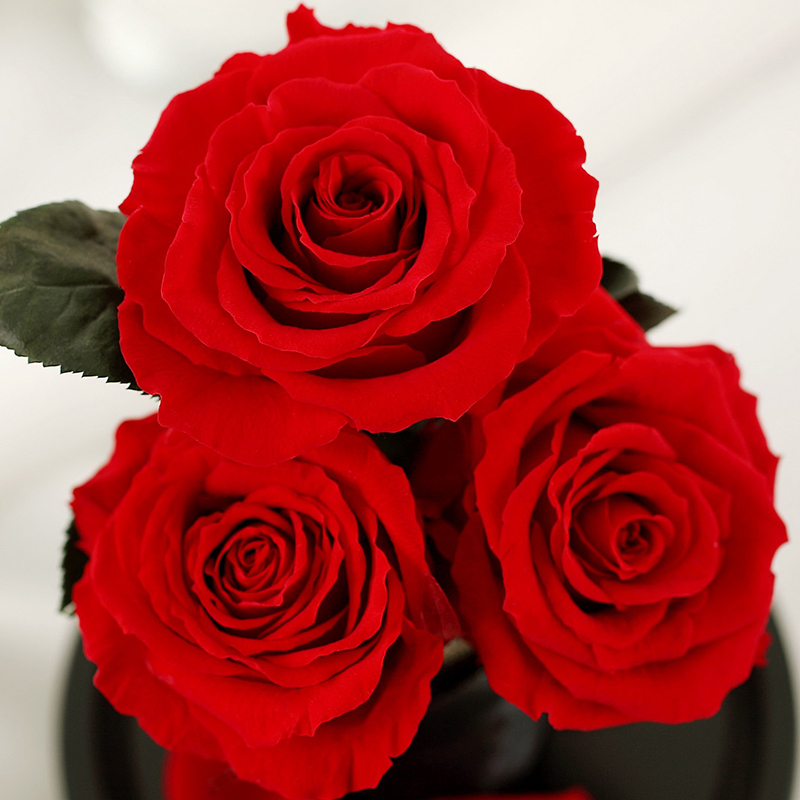 para ella 004系列 3朵多色进口玫瑰花康乃馨永生花玻璃罩礼盒国庆节