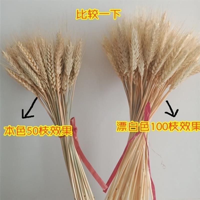 麦穗干花花束金色大麦客厅装饰开业花瓶摆件桌面花艺插花真花|原色 50支