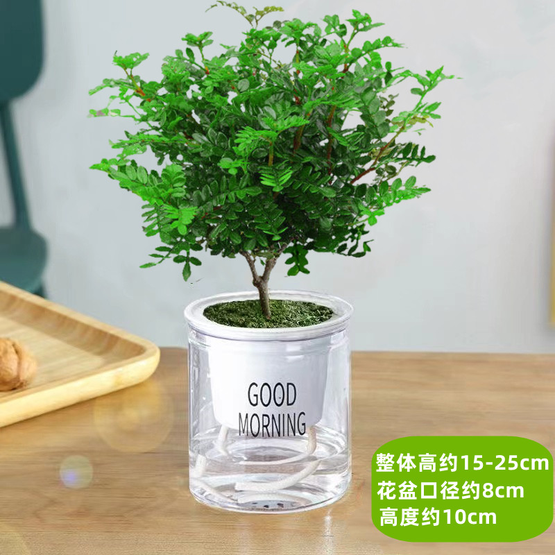 清香胡椒木盆栽花卉室内外驱蚊草植物树苗老桩盆景九里香绿植客厅 默认 抖音同款3年清香驱蚊壮苗（早安盆）送营养肥
