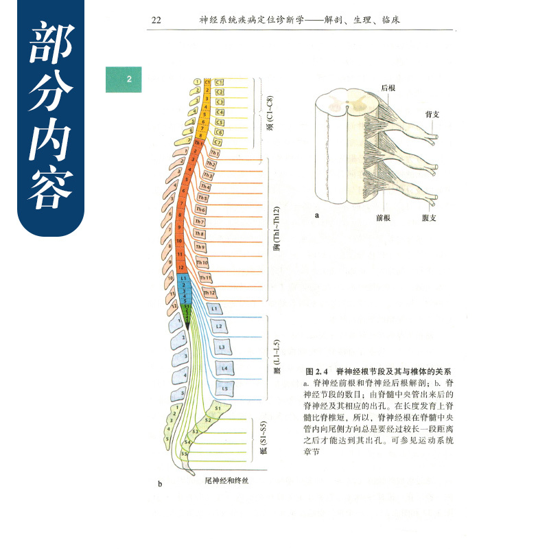 [醉染正版]新版 DUUS神经系统疾病定位诊断学 解剖生理临床细胞神经元结构突触分析德文第10版 刘宗惠 徐霓霓译 海洋