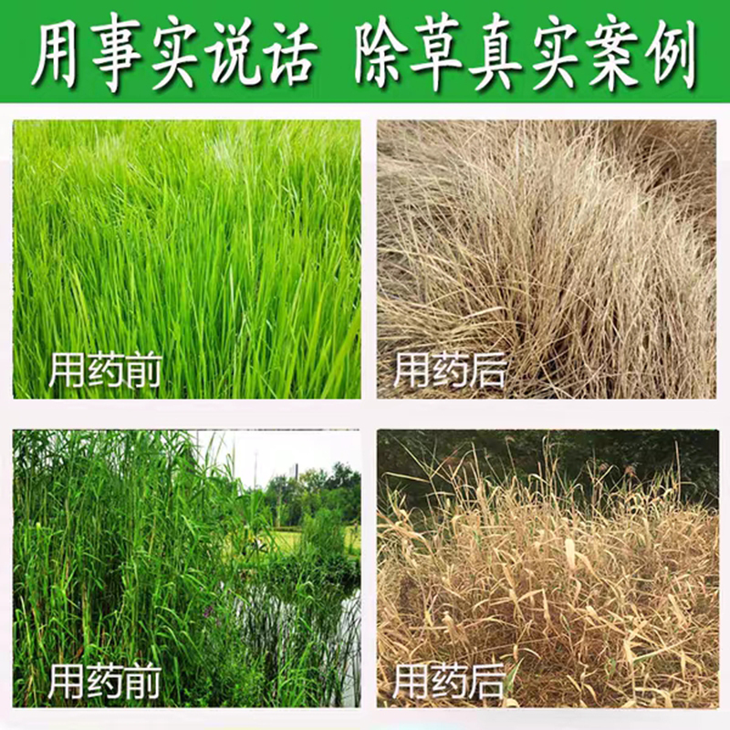 30%草甘膦异丙胺盐除草剂 200g/瓶