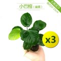 鱼缸造景套餐性水榕沉木真水草淡水无土植物增氧趴地矮珍珠 默认尺寸 小巴榕【买1发3】巨划算特惠