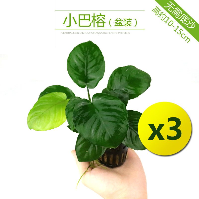 鱼缸造景套餐性水榕沉木真水草淡水无土植物增氧趴地矮珍珠