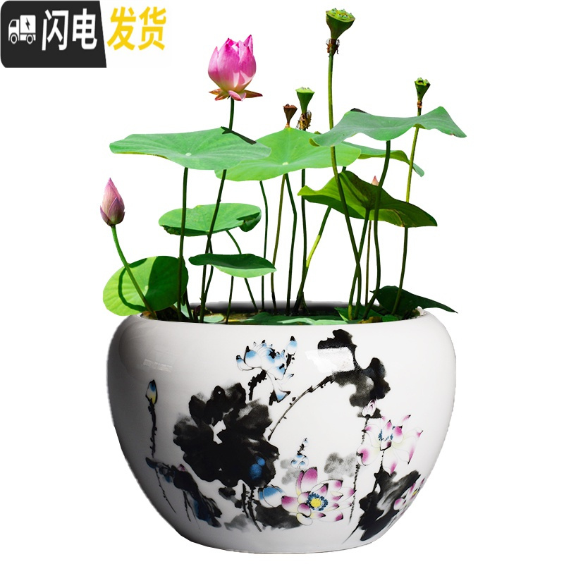三维工匠睡莲陶瓷大号水养植物一叶莲荷花盆铜钱水培器皿 [碗莲专用盆-江南] 大花盆容器