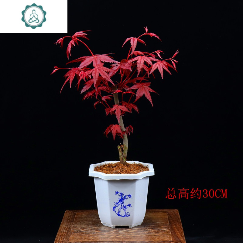艺呈 Yicheng 园艺用品红枫树苗盆栽日本红舞姬盆景办公室内客厅桌面绿植花卉吸甲醛植物艺呈红枫原盆 原土球 带盆栽 好 价格图片品牌报价 苏宁易购福文姚家居专营店