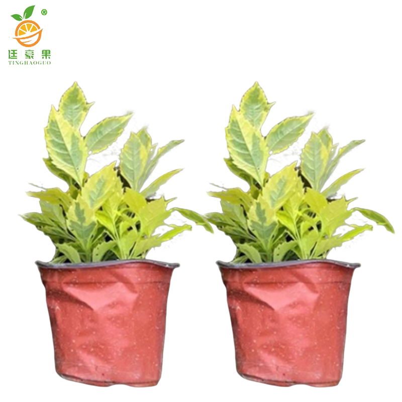 廷豪果 黄素梅盆栽 20cm高 /棵高清大图