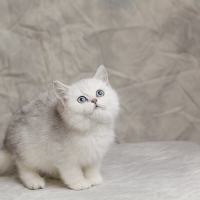 英短银渐层猫咪英国短毛猫银渐层纯种猫咪幼崽