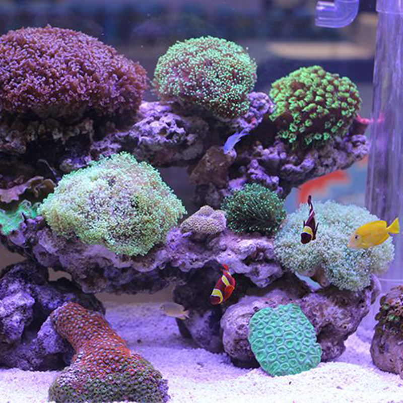 精选中国南海沙面粉沙细沙1MM粗细布景沙南海砂海水鱼缸沙高清大图