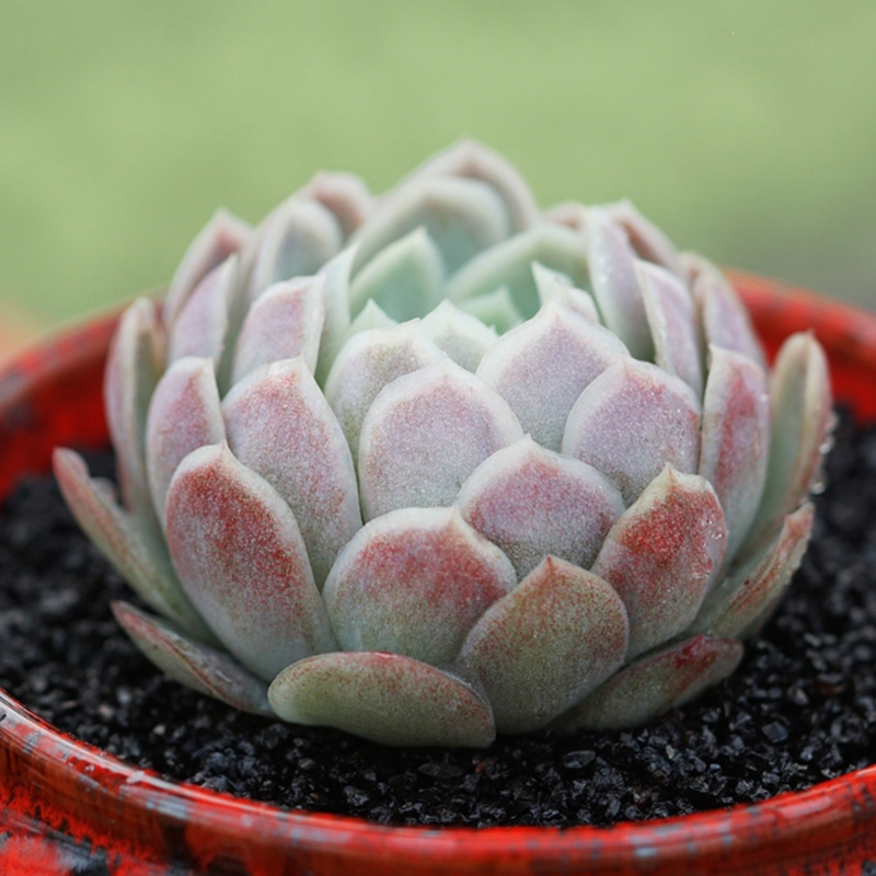 古达冰梅月影多肉植物易爆盆群生多头多肉萌肉肉创意花卉绿植盆栽