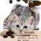 畅享挑嘴猫粮1.5kg宠物猫咪英短美短宠物猫咪挑嘴猫全阶段猫主粮