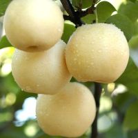 [中华特色]威县馆 雪青梨 2.5斤 当季新梨子个大饱满 脆甜爽口 新鲜水果 华北