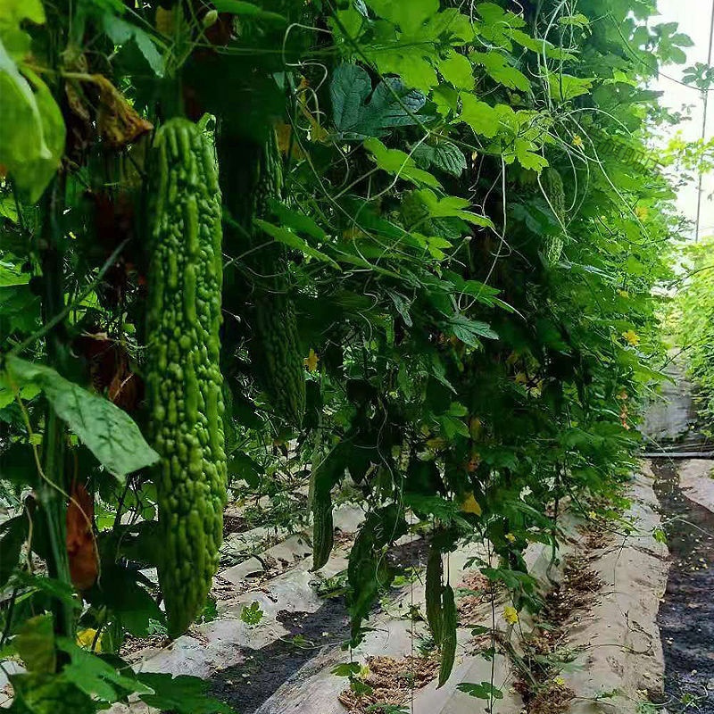 生鲜>时蔬蛋类>茄果瓜类>湛航>湛航现摘现发广东新鲜苦瓜本地农家时令