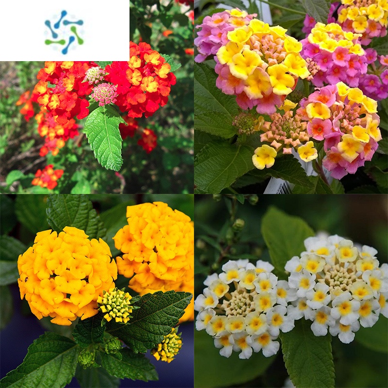 三维工匠五色梅盆栽花卉五彩花四季马樱丹耐热晒室外阳台花园好养植物