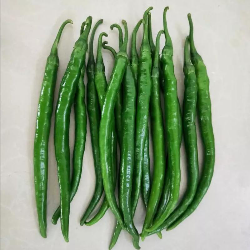 赛卡伊四川新鲜蔬菜二荆条红辣椒中辣微辣露天线椒现摘批发长青辣椒