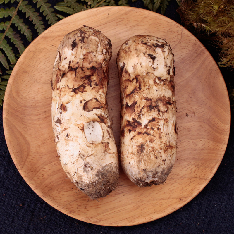 波得香格里拉松茸新鲜上市未开伞非干货500g68cm云南特产