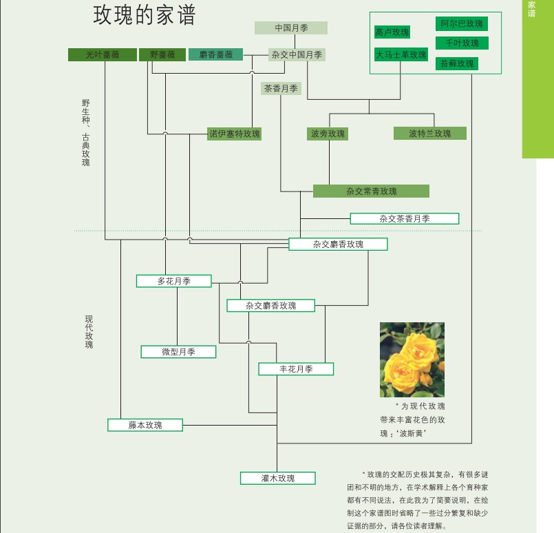 [醉染正版]大成功木村卓功的玫瑰月季栽培手册 绿手指园艺丛书 绿手指玫瑰大师 家庭园艺 玫瑰花培养养育 养花大全书籍月季高清大图