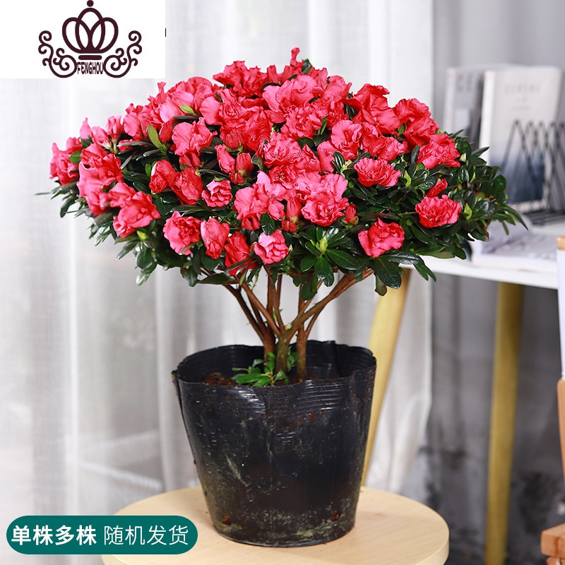 封后 Fenghou 园艺用品封后杜鹃花盆栽四季开花室外大阳台花卉盆栽易活植物带花室内好养的花5年超大颗 红杜鹃 原袋盆 高40 50cm 含盆 价格图片品牌报价 苏宁易购战狼家居专营店