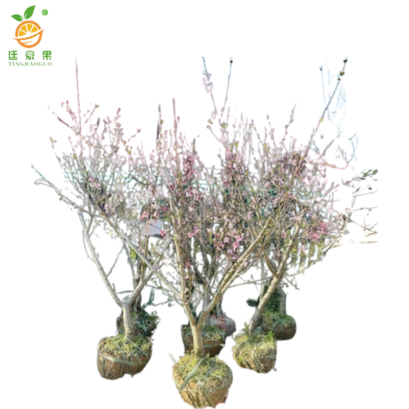 廷豪果 桃花 高1.2-1.8m /棵高清大图