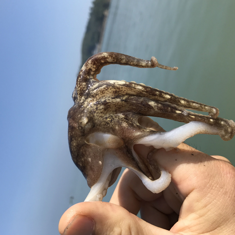 沈志雄船长 东山岛海鲜海捕小章鱼八爪鱼 盒装 400g/盒 共2盒 火锅海鲜礼包高清大图