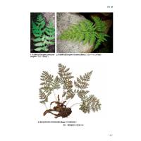 [正版]山东药用蕨类植物图典 李建秀,李晓娟,刘谦 编 中医中药草药中医药研究参考图书 医学类专业书籍 中国医药科技出版