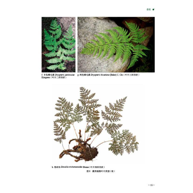[正版]山东药用蕨类植物图典 李建秀,李晓娟,刘谦 编 中医中药草药中医药研究参考图书 医学类专业书籍 中国医药科技出版