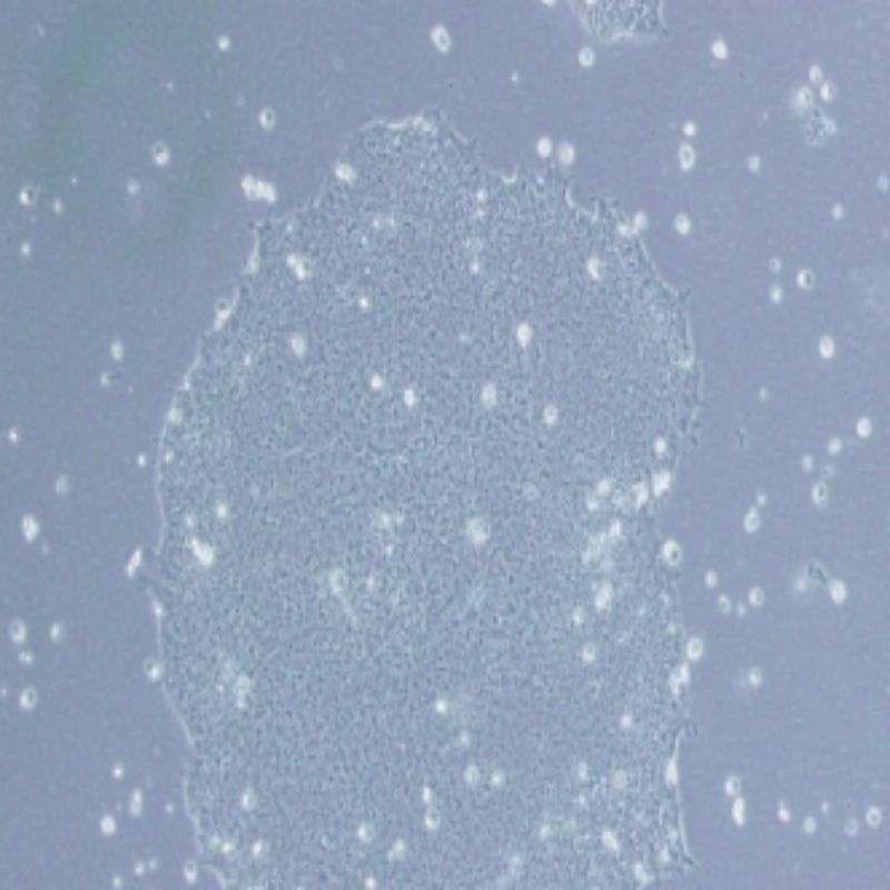 CEMC H9 Feeder Free 人胚胎干细胞H9(无饲养层) SCSP-307