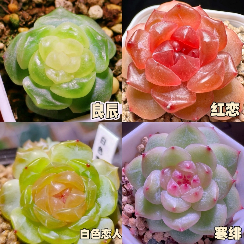 【补贴10%】新款多肉植物盆栽组合侧影纯爱红蜻蜓新手好养耐寒办公肉肉防辐射 良辰3cm+红恋3cm+白恋3cm+寒绯3cm