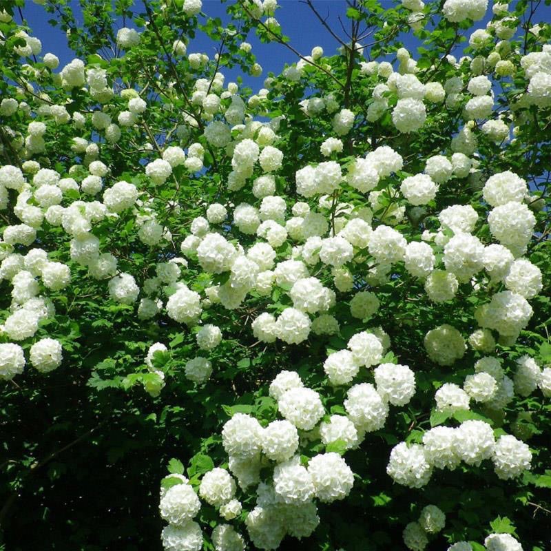 欧洲玫瑰木绣球 5年苗 不含盆 海蒂的花园欧洲木绣球玫瑰耐寒耐热植物