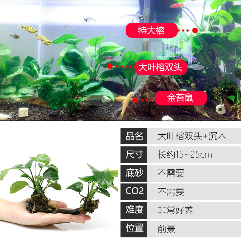 大九叶皇冠草真水草鱼缸装饰懒人水草淡水有茎类中后景性草