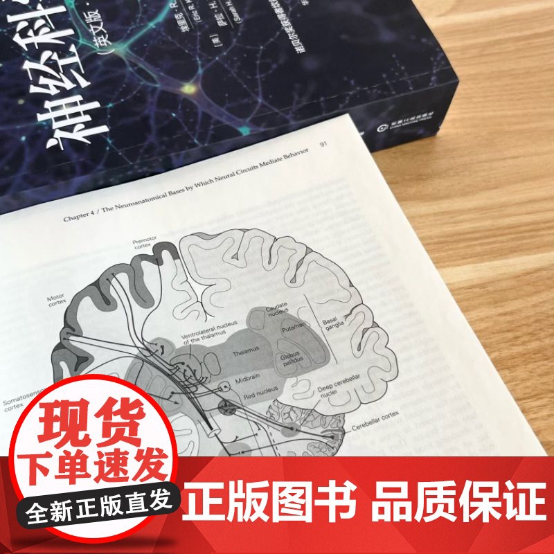 正版 神经科学原理(英文版·原书第6版)神经科学 神经科学原理 诺贝尔奖 教科书金标准 埃里克·R.坎德尔 认知 行高清大图