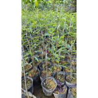 庭院种植果树 油甘子 牛甘子 喉甘子 杨甘 油甘果苗树苗盆栽