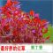 蜈蚣草 真水草绿菊 大叶绿九冠 水草活体 水草植物 好养易活 固定瓷环2个（不含水草）
