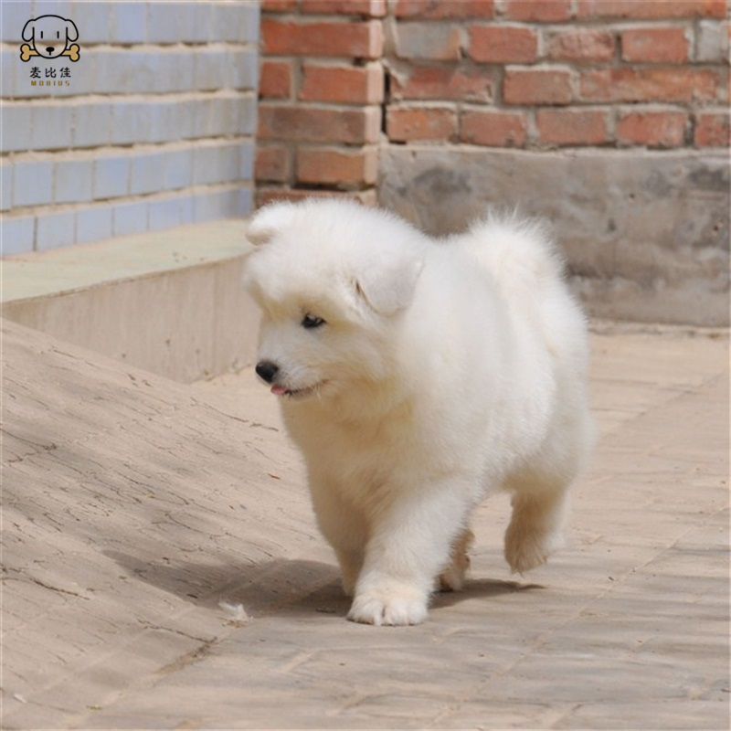 麦比佳 萨摩耶犬幼犬 萨摩耶犬狗狗活体纯种血统中大型雪橇犬萨摩大骨架熊版澳版微笑天使纯白色萨摩耶宠物狗高清大图