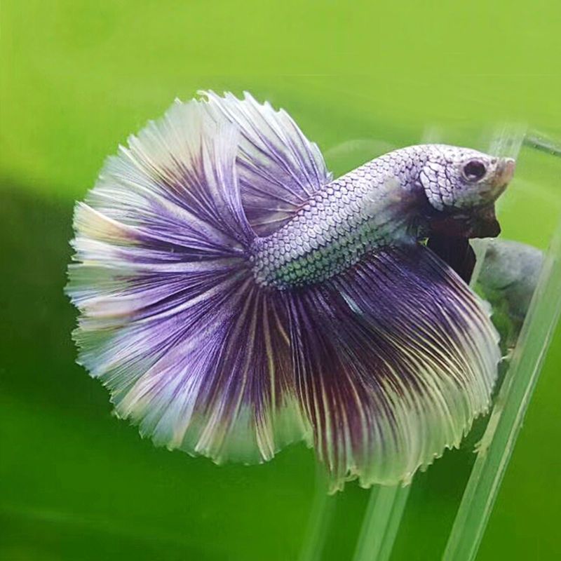 泰国斗鱼观赏鱼好养马尾狮王半月母斗鱼清道鱼夫热带鱼活体宠物鱼