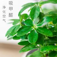 鸭脚木盆栽花卉七叶莲花苗办公室内除甲醛净化空气水培绿植鸭掌木