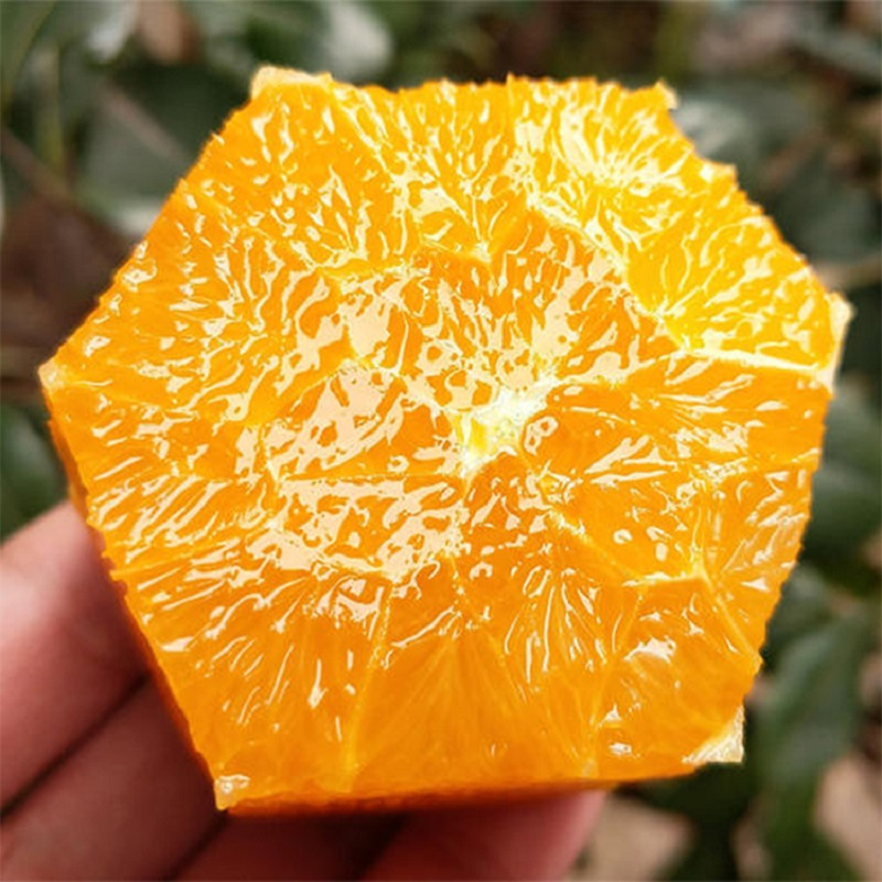 赣南橙净果约7斤