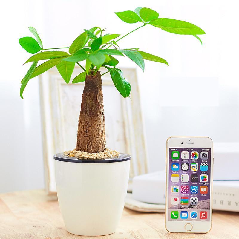 财树栀子花四季常春藤办公室花卉绿植盆栽绿萝兰植物沙漠玫瑰生活日用家庭清洁园艺用品花卉绿植盆栽
