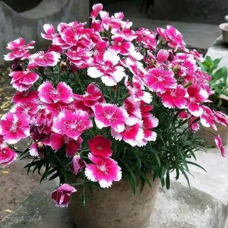 北园湖盆栽花卉种子常夏石竹种子阳台花种子花草种子耐热耐寒报价 参数 图片 视频 怎么样 问答 苏宁易购