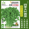 蔬菜种子四季播种阳台农家盆栽香菜菠菜生菜韭菜小葱草莓籽孑大四 均码 四季大叶香菜约1000粒