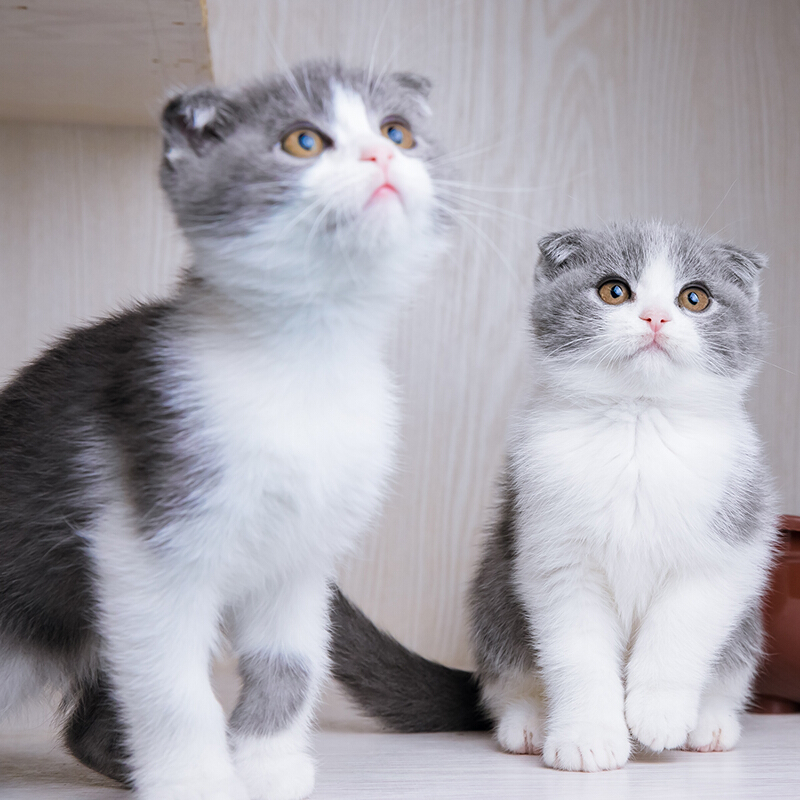英国短毛猫 蓝白折耳猫 英短蓝白折耳幼猫猫咪 幼崽