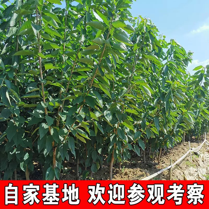诚智旺 樱桃树 6公分/棵高清大图