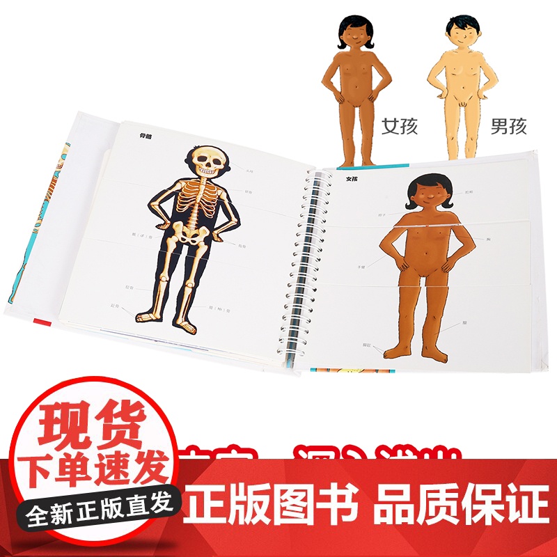 我们的身体 未来出版社 (法)帕斯卡尔·艾德兰 著 荣信文化 编 (法)罗伯特•巴尔博里尼 绘高清大图