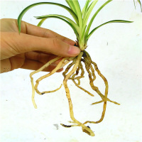 正品下山兰花春兰进化矮种兰花苗办公桌绿植花卉盆栽1苗代表1件，所以几苗拍几件不含盆