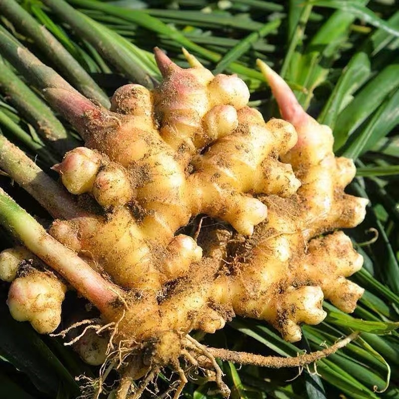 鲜贝达 红芽嫩姜 嫩仔姜3斤装炒菜佐料新鲜黄姜