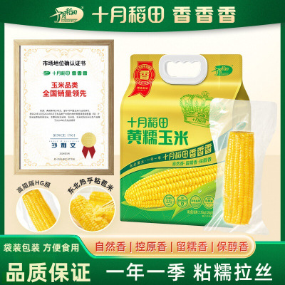 十月稻田黄糯玉米k2