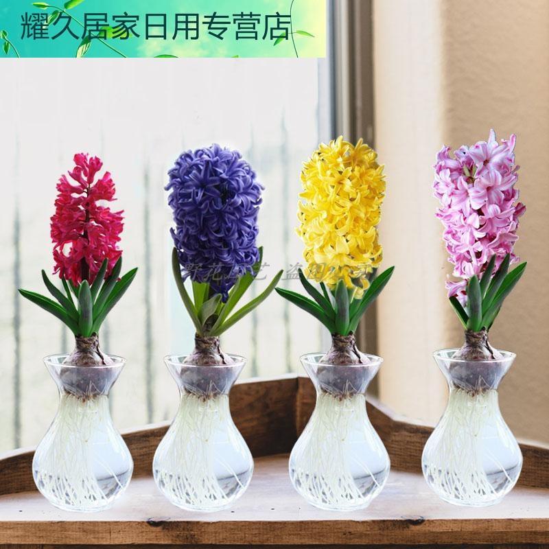 荷兰风信子水培套装盆栽花卉观花植物室内水养花四季好养活吸甲醛
