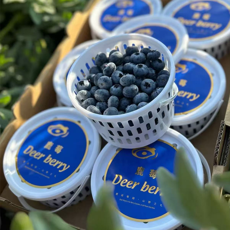 礼盒装 【熊猫鸟】云南蓝莓 8杯 60g/杯 单果15mm+ 新鲜水果当季蓝梅鲜果现摘高山怡颗孕妇可食