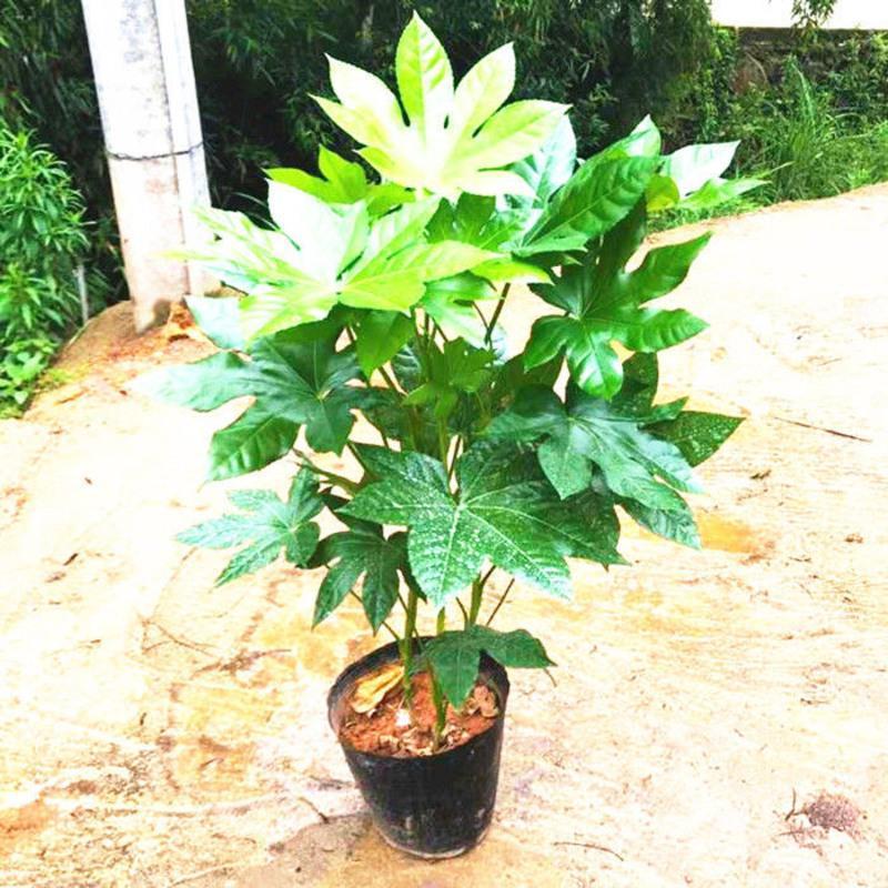 八角金盘盆栽绿植工程庭院四季常青室内外耐寒耐旱喜阴绿化植物连盆高