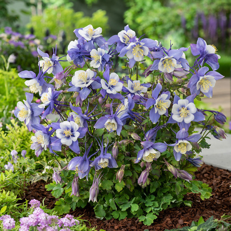 大花耧斗菜盆栽苗新手易养易活耐寒阳台庭院观花绿植花卉